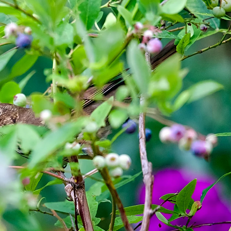 How To Protect Small Shrubs & Trees With An Amazon Find That Keeps Pests Out