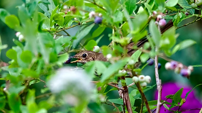 How To Protect Small Shrubs & Trees With An Amazon Find That Keeps Pests Out
