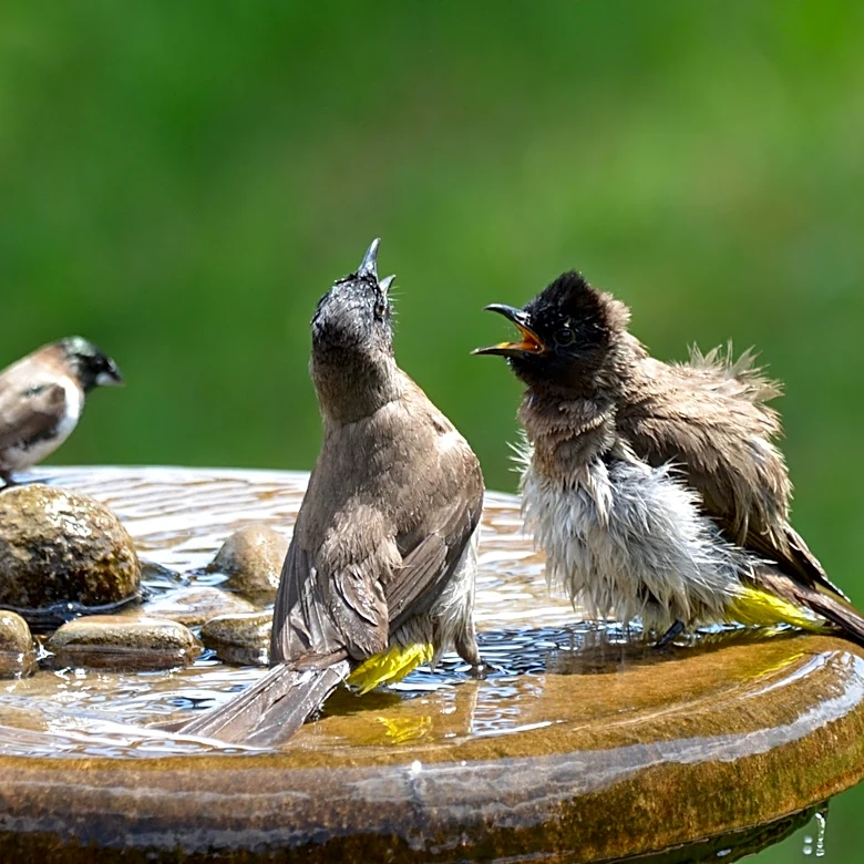 Ditch The Traditional Bird Baths: The Best Places To Buy The Ones That Stand Out