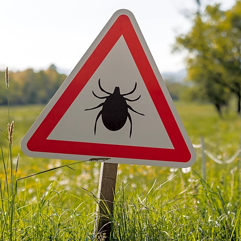 How To Repel Ticks With A Simple But Overlooked Solution
