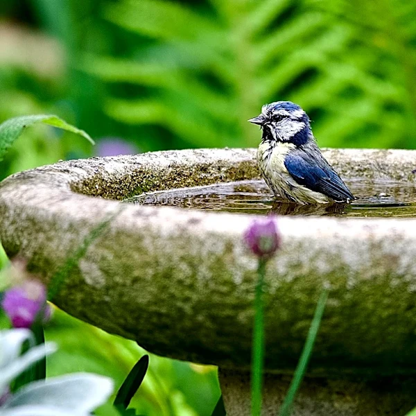 Ditch Traditional Bird Baths For A Lowe's Find That Doubles As Adorable Garden Decor