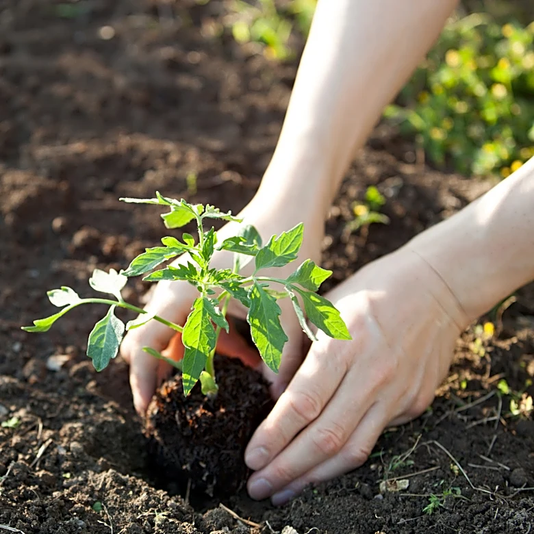Not Basil: The Summer-Blooming Herb That's A Great Tomato Companion Plant