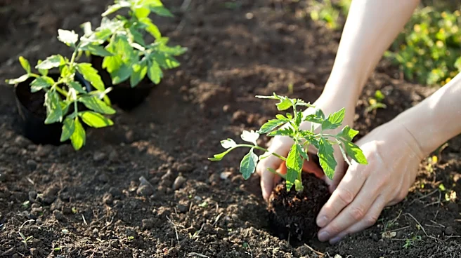 Not Basil: The Summer-Blooming Herb That's A Great Tomato Companion Plant