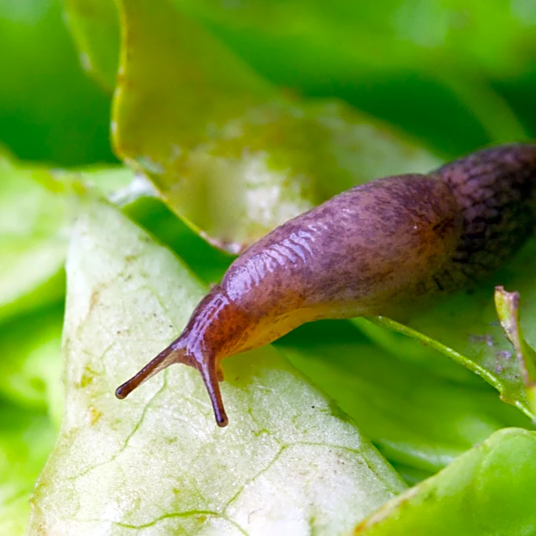 Not Copper Nor Coffee Grounds: The Sweet, Fresh-Smelling Flower For Deterring Slugs