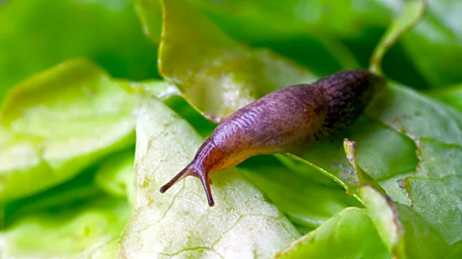 Not Copper Nor Coffee Grounds: The Sweet, Fresh-Smelling Flower For Deterring Slugs