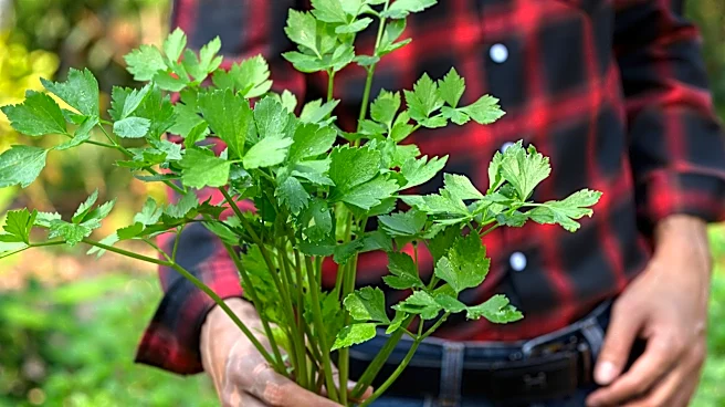 The Potent Herb You Should Plant If You Like Cilantro