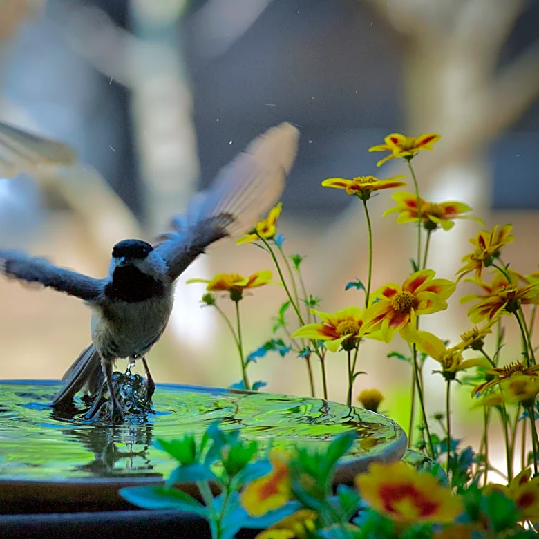 Ditch Traditional Bird Baths: This Easy Solution From Amazon That Doubles As Garden Décor