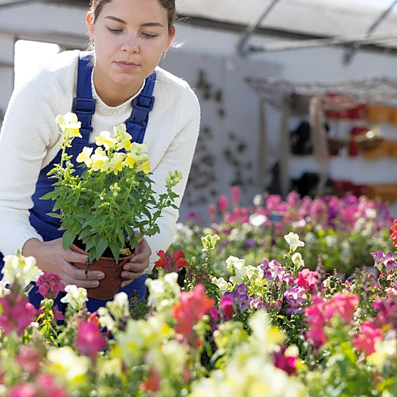 The Sunny Annual Flower To Plant In July For A Snapdragon Look