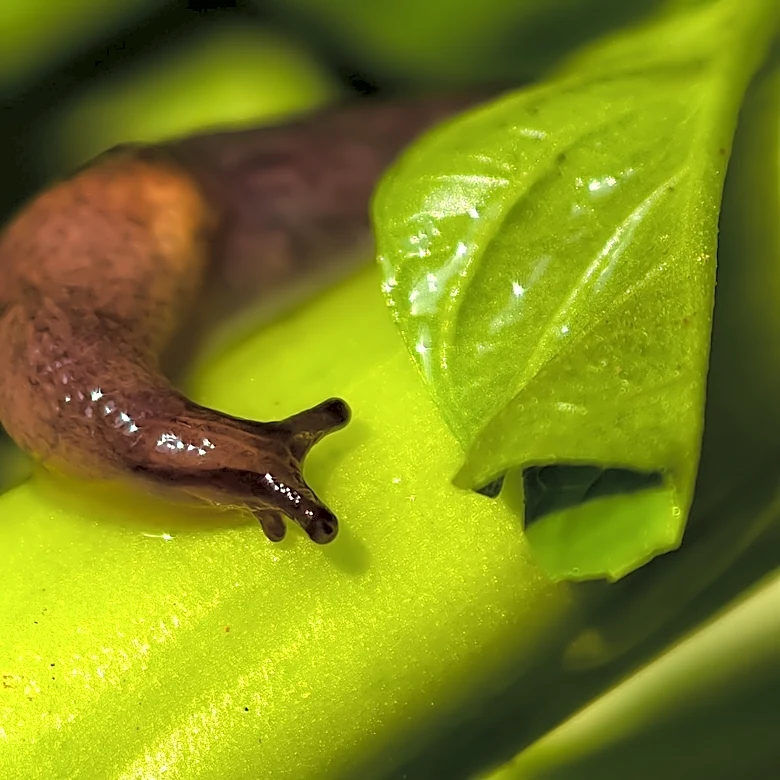 Not Copper Nor Coffee Grounds: The Delicious Fruit That Can Help Get Rid Of Slugs