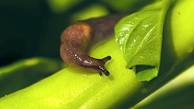 Not Copper Nor Coffee Grounds: The Delicious Fruit That Can Help Get Rid Of Slugs