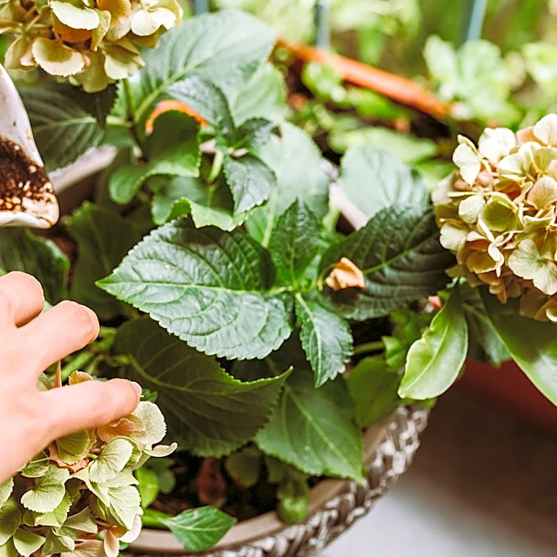 Stop Wasting Coffee Grounds On Plants — Use Them For This Cozy DIY Instead