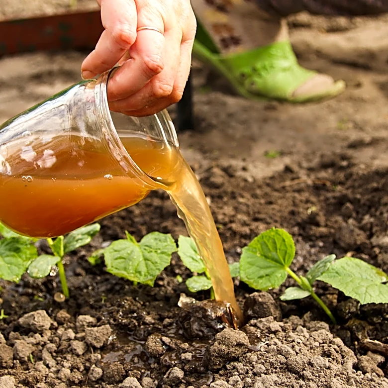 Not Banana Peels: The Tea To Add To DIY Fertilizer For Thriving Leafy Greens