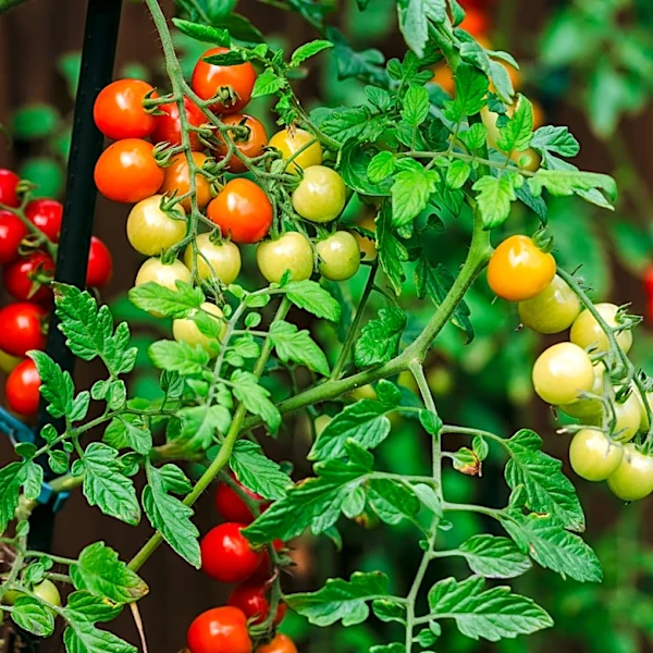 Not Coffee Grounds, Not Banana Peels: Fertilize Tomatoes With A Tea You Can DIY