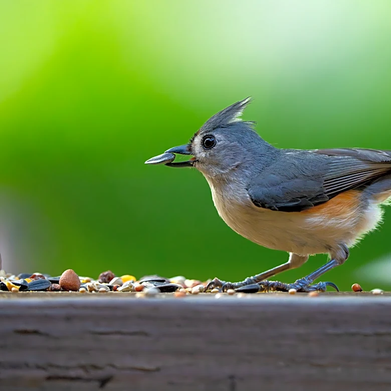 Ditch Traditional Bird Baths: The Cute Amazon Find That Doubles As Garden Decor