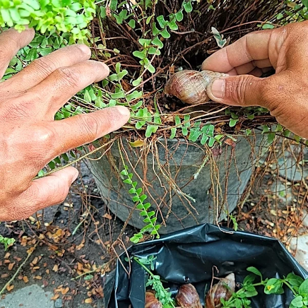 How To Control Garden Snails Without Eliminating Them (& Why You'll Want To)