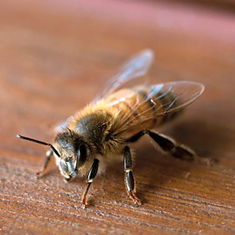 Not Spray, Not Essential Oils: The Humane Way To Deter Bees From Your Patio