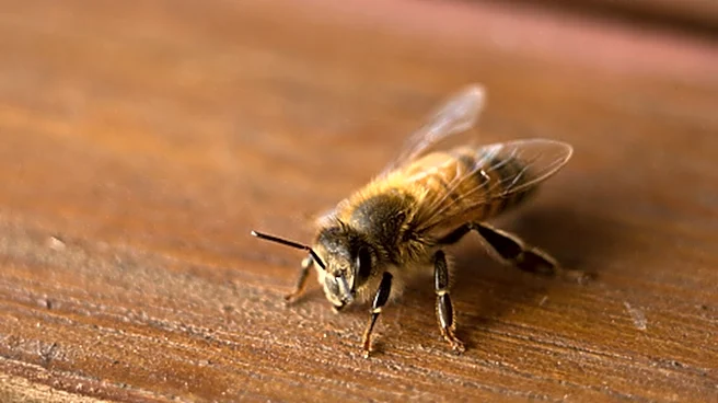 Not Spray, Not Essential Oils: The Humane Way To Deter Bees From Your Patio