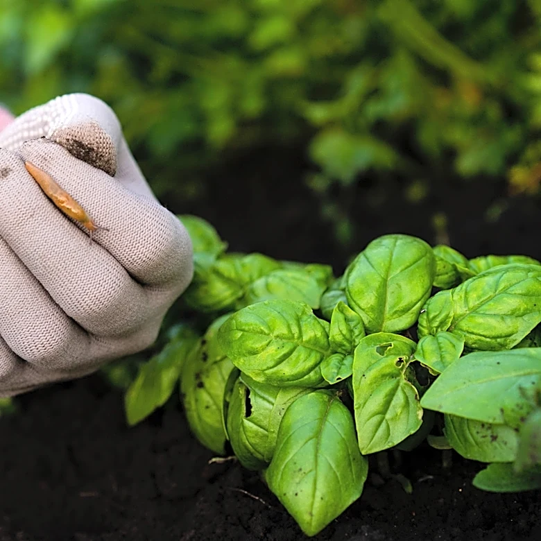 Say Goodbye To Slugs With This Eco-Friendly Yard Upgrade