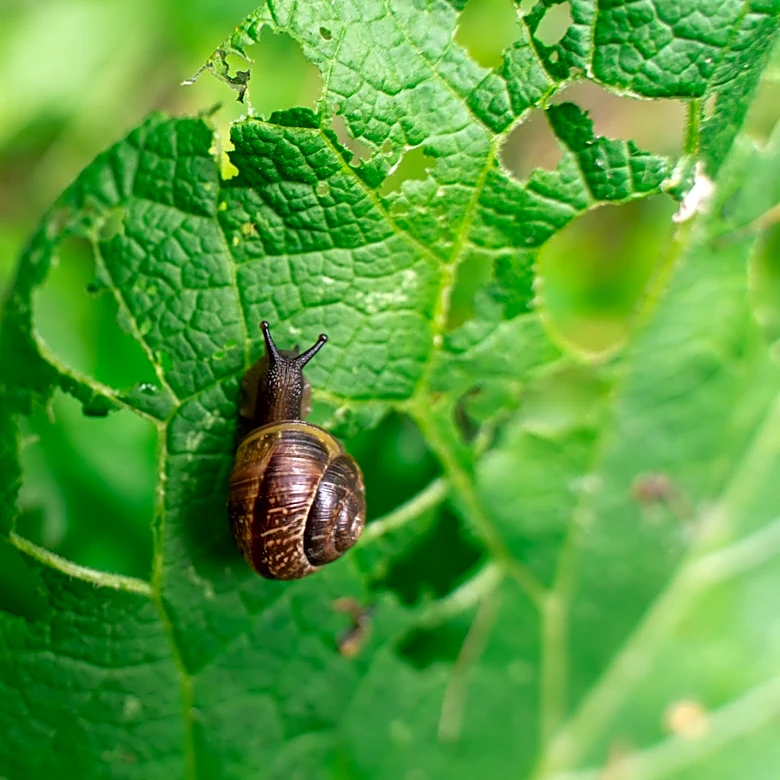 Not Copper Nor Coffee Grounds: Use This Landscaping Staple To Help Keep Snails Away