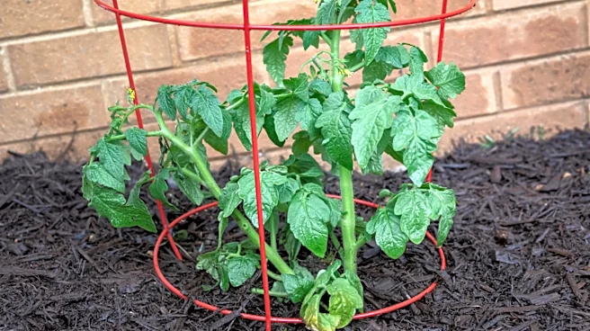 Have You Been Using The Wrong Type Of Tomato Cage?