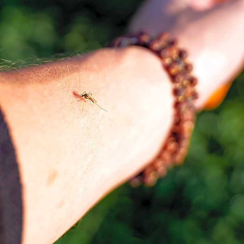 Chemical-Free: The Bizarre Way Southern California Is Handling Mosquitoes