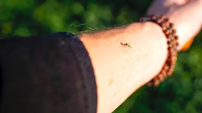 Chemical-Free: The Bizarre Way Southern California Is Handling Mosquitoes