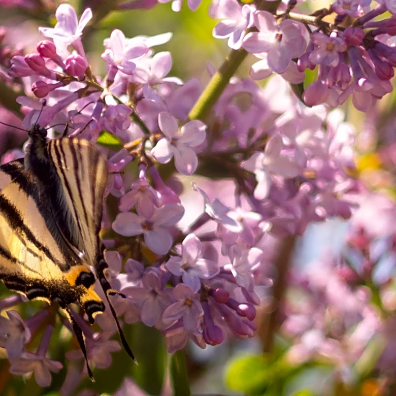 Skip Hydrangeas: The Fragrant Bush With Flowers That Butterflies Love
