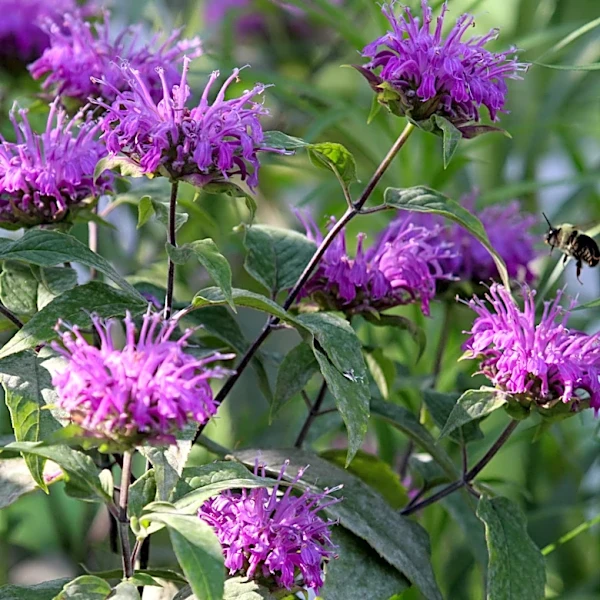 Don't Leave Bee Balm In Your Flower Beds — Give It A Show-Stopping Afterlife Like This
