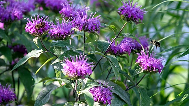 Don't Leave Bee Balm In Your Flower Beds — Give It A Show-Stopping Afterlife Like This