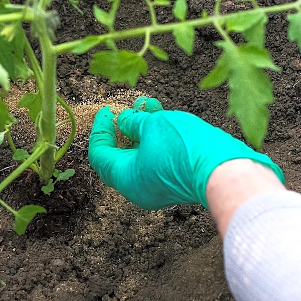 Not Bone Meal — Another Natural Material That's A Fantastic Tomato Fertilizer