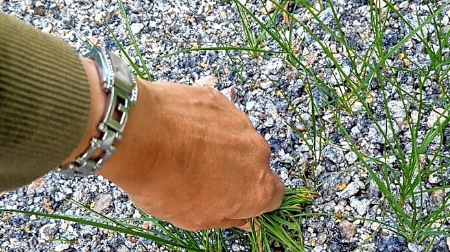 Easier Than Hand Pulling: The Garden Tool For Removing Weeds From Gravel Driveways