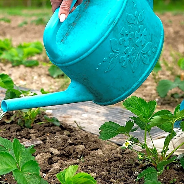 How Long Does It Take To Grow Strawberries From Seed To Harvest?