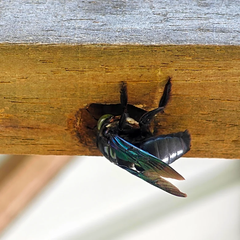 Avoid Carpenter Bees Damaging Wood Decks And Fences With An Alternative Material
