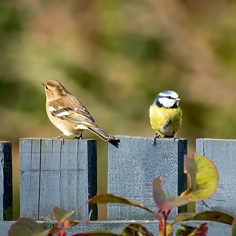 If You Like Birds In The Yard, Think Twice About Removing This Toxic Plant