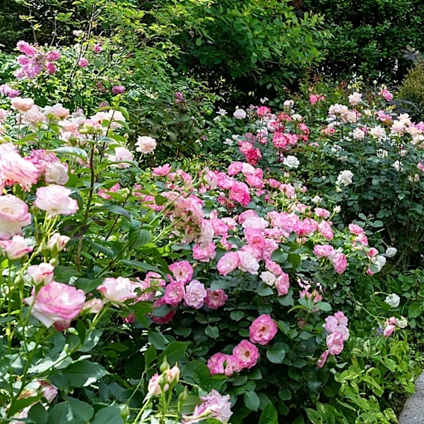 The Big-Blooming Companion Flower That Fills Out A Rose Bed