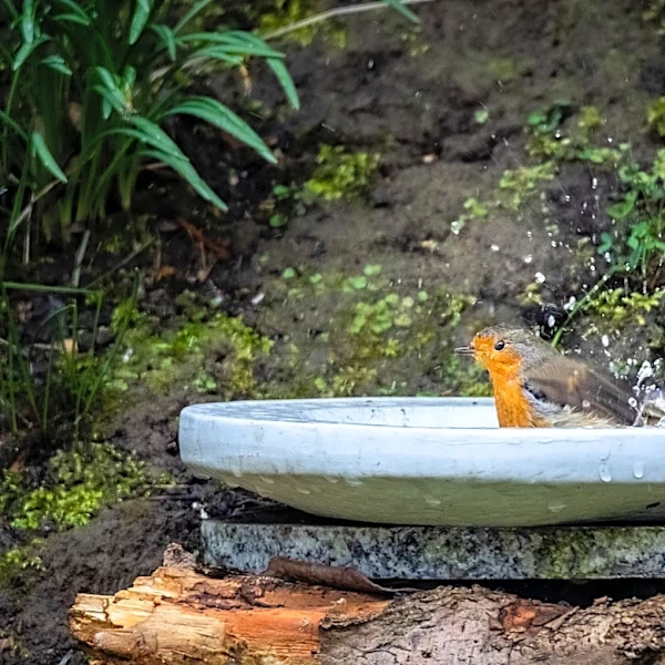 Goodbye Traditional Bird Baths: There's An Amazon Find That Doubles As A Plant Stand