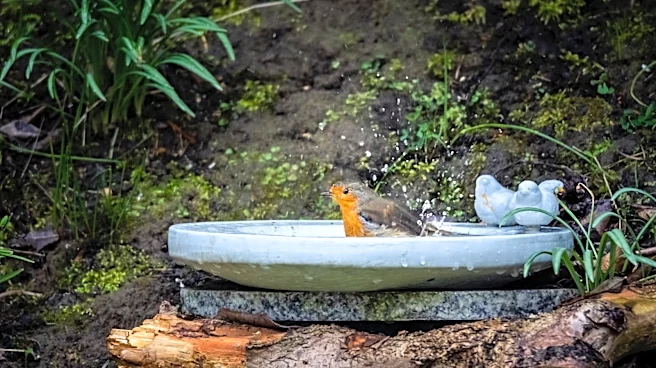 Goodbye Traditional Bird Baths: There's An Amazon Find That Doubles As A Plant Stand