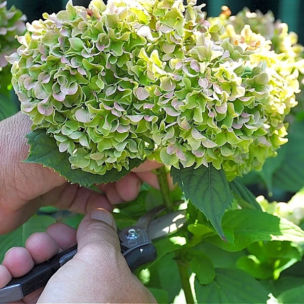 Before You Cut Your Dead Hydrangea Flowers, Consider This