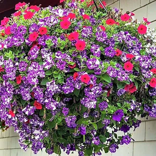 The Simple Solution That Can Keep Hanging Baskets Thriving For Longer