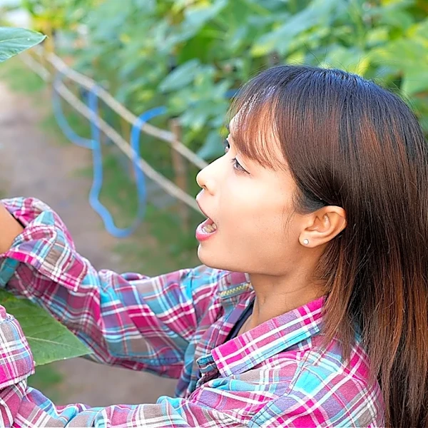 Beat The Heat: The Sunflower Alternative That Can Handle Harsh Summers