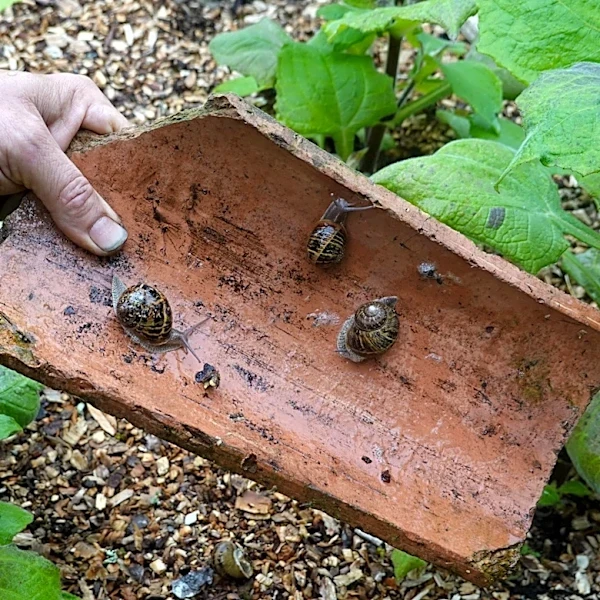 Not Coffee Grounds: Keep Slugs & Snails At Bay With A Highly-Rated Amazon Product