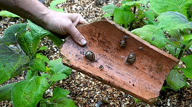Not Coffee Grounds: Keep Slugs & Snails At Bay With A Highly-Rated Amazon Product