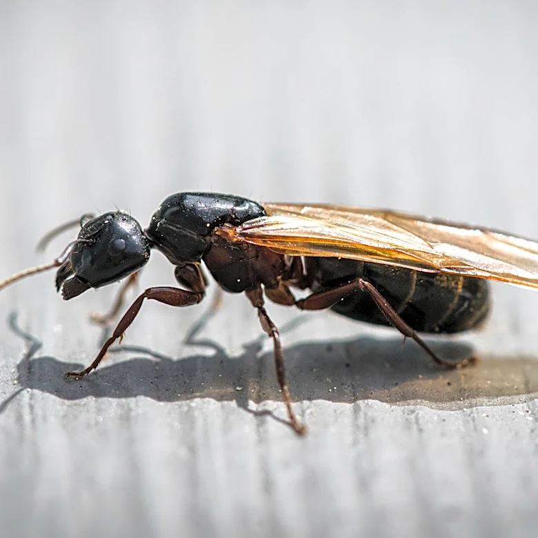 What To Do If You Spot A Swarm Of Carpenter Ants Around Your Home Or Yard