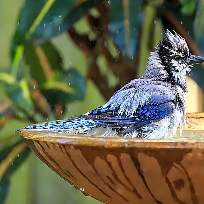 Goodbye Basic Bird Baths: There's An Amazon Find That Pulls Double Duty