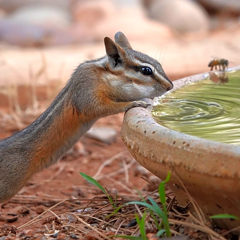 Ditch The Snap Traps: There's A More Humane Way To Deter Chipmunks From Your Yard