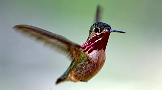 Swap Bee Balm For A Blue-Blooming Salvia Flower That Hummingbirds Can't Resist