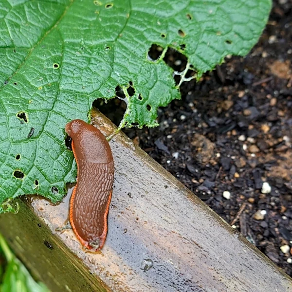 Not Coffee Grounds, Not Copper: Get Rid Of Slugs & Snails Easily With A Solution From Amazon