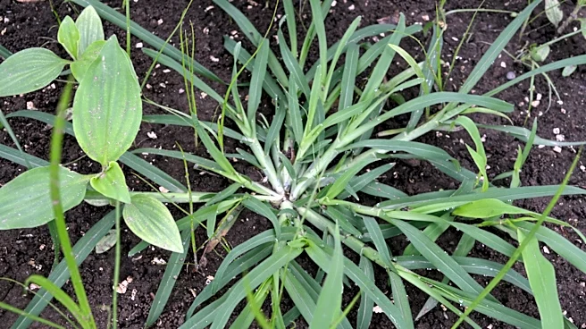 It's Time To Drop The Diys: There's An Amazon Find For Removing Crabgrass
