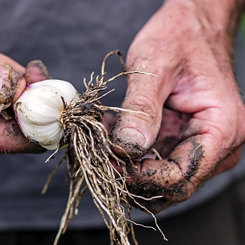 Not Garlic: The Companion Plant To Add To Garden Beds For Thriving Leafy Greens