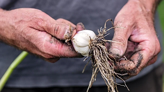 Not Garlic: The Companion Plant To Add To Garden Beds For Thriving Leafy Greens